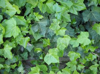 ivy (Hedera) plant useful as a background