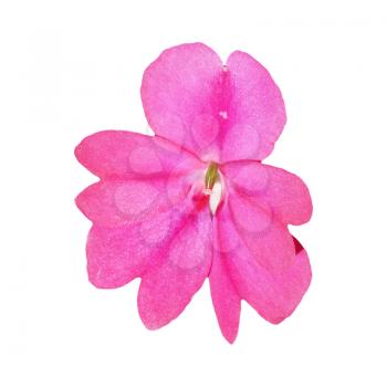 pink flower of plant impatiens (Impatiens hawkeri) aka New Guinea isolated over white background