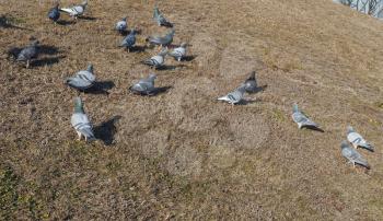 domestic pigeons birds animals in a meadow