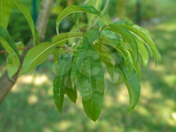 Leaf of a peach tree aka Prunus Persica