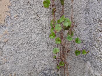 Green ivy leaves over an old wall with copy space