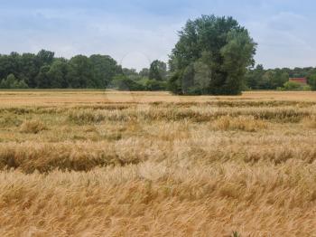 A barley corn field in Germany Europe
