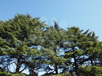 pine (conifer of genus Pinus, family Pinaceae) tree over blue sky