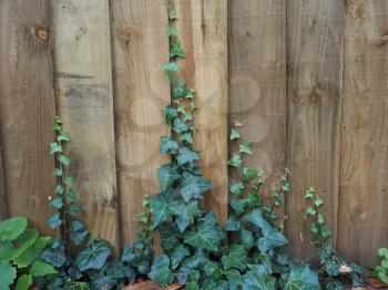 Ivy (Hedera) plant on a wooden fence