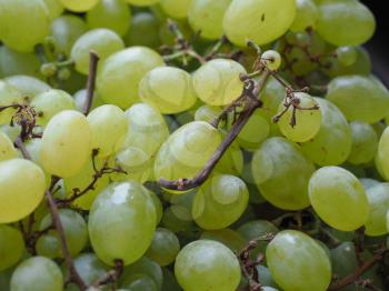 white grape (Vitis vinifera) fruit vegetarian food