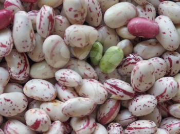 Crimson beans variety of common bean (Phaseolus vulgaris) aka borlotti beans or cranberry beans legumes vegetables vegetarian food background