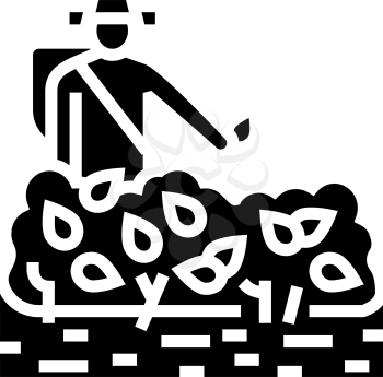 harvest tea glyph icon vector. harvest tea sign. isolated contour symbol black illustration