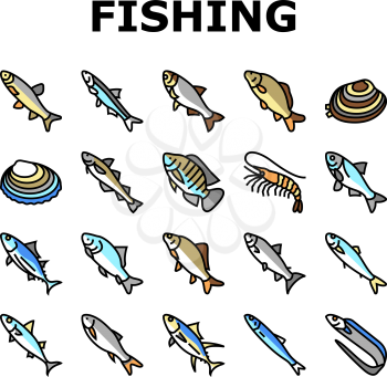 Commercial Fishing Aquaculture Icons Set Vector. Japanese Cockle And Anchovy, Common And Silver Carp, Rohu And Catle Fish, Chub Mackerel And Yellowfin Tuna Fishing Business Line. Color Illustrations