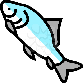 catla catla fish color icon vector. catla catla fish sign. isolated symbol illustration