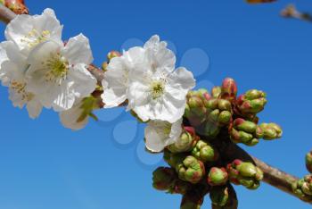 Royalty Free Photo of Cherry Blossom Flowers