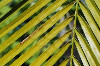 Royalty Free Photo of a Palm Tree Leaf