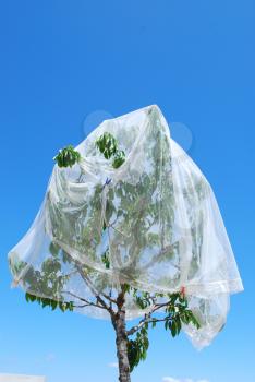 Royalty Free Photo of a Veil Protecting a Cherry Tree