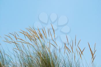 Royalty Free Photo of Reed Grass