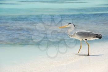 Royalty Free Photo of a Heron on a Maldivian Island