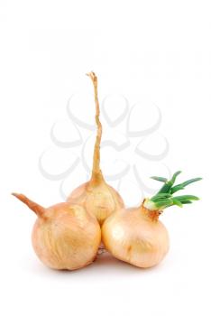 Royalty Free Photo of a Bunch of Onions