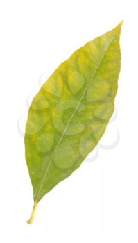 Royalty Free Photo of a Lemon Tree Leaf
