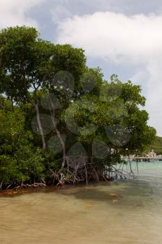 Royalty Free Photo of a Red Mangrove Tree on the Beach, Antigua