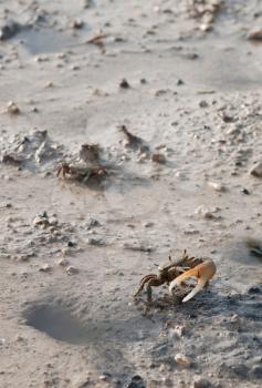 Royalty Free Photo of a Crab