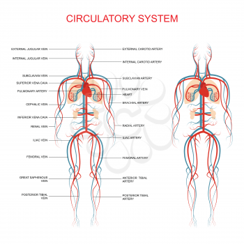 heart anatomy, circulatory system, human blood artery, medical illustration