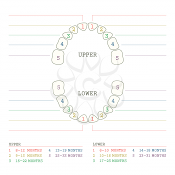 Children's Primary Teeth, Schedule of Baby Teeth Eruption. Сhildren's dentistry infographics