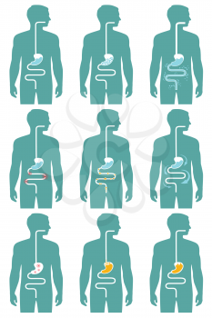 human digestive system, vector illustration of digestion tract disease