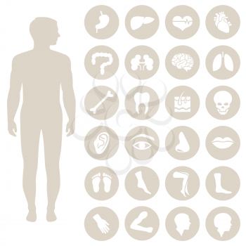 human body anatomy, vector medical organs icon