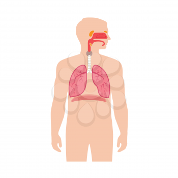 human respiratory system anatomy, vector medical nose illustration
