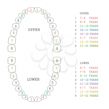 vector dental illustration, tooth chart, human teeth 