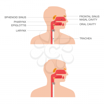 
Cross section of nose throat anatomy, medical illustration