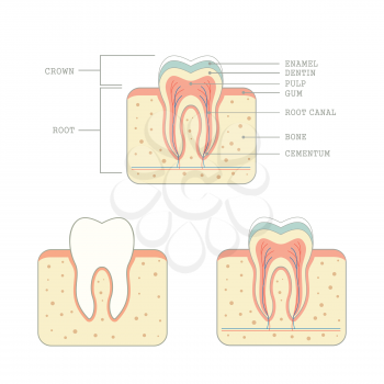 human tooth anatomy, medical teeth illustration 