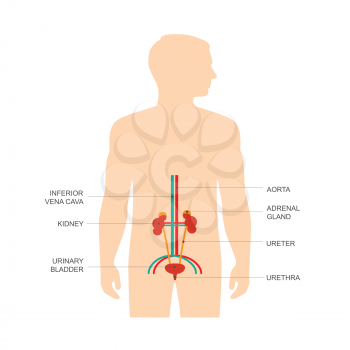human urinary system anatomy, vector medical kidney illustration