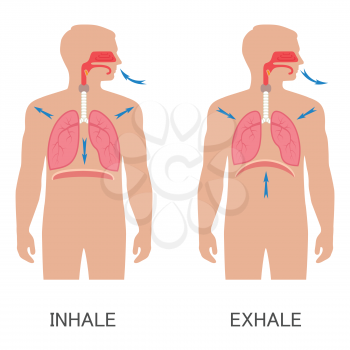 vector respiratory system anatomy, breathing human diaphragm