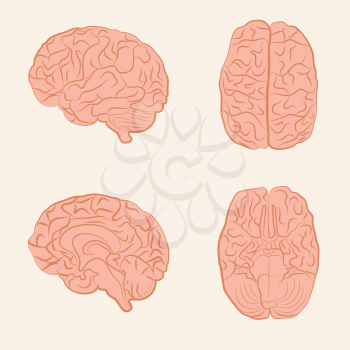 vector brain illustration, science icon, medicine organ anatomy