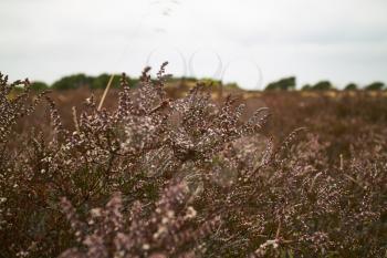 Closeup of red heather on the ground in a field