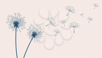 flying dandelion flower seeds make a wish concept background