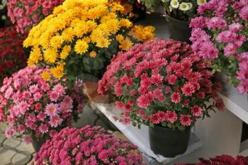 Pots with beautiful chrysanthemum flowers�
