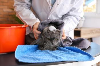 Female groomer wiping cat after washing in salon�
