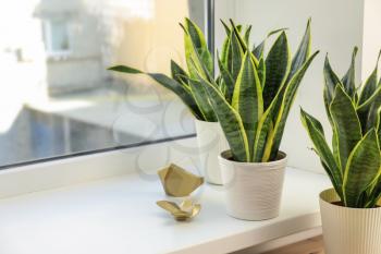 Decorative sansevieria plants on windowsill�