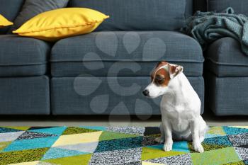 Cute Jack Russell terrier at home�