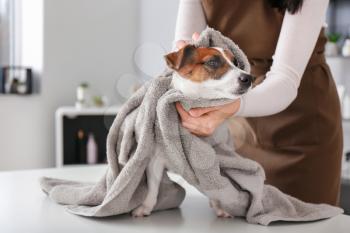Female groomer wiping dog after washing in salon�
