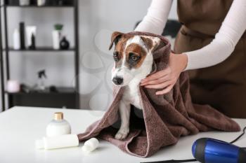 Female groomer wiping dog after washing in salon�