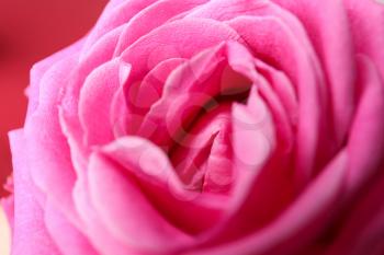 Beautiful pink rose, closeup. Erotic concept�