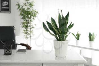 Sansevieria plant on table in modern room�