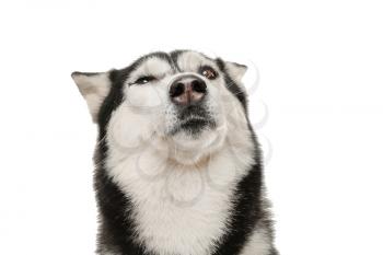 Adorable husky dog on white background�