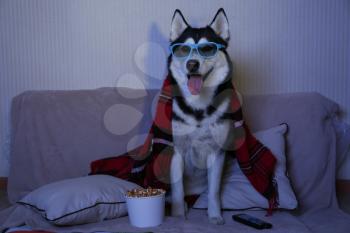 Funny husky dog watching TV on soft sofa at home�