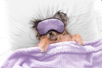 Cute dog with sleep mask in bed�