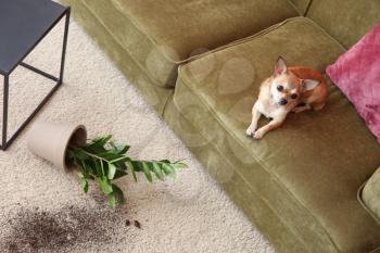 Cute dog and dropped pot with houseplant on carpet�