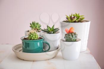 Succulents in pots on table�