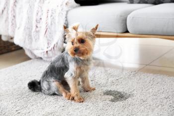 Cute dog near wet spot on carpet�