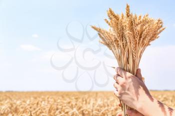 Female farmer with wheat spikelets outdoors�